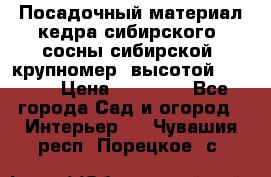 Посадочный материал кедра сибирского (сосны сибирской) крупномер, высотой 3-3.5  › Цена ­ 19 800 - Все города Сад и огород » Интерьер   . Чувашия респ.,Порецкое. с.